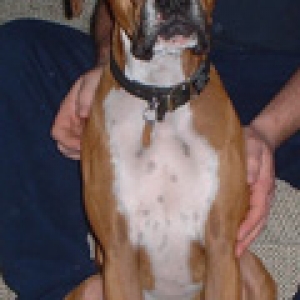 Doe a Deer, A Female Boxer!