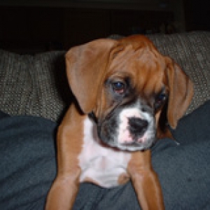 Little Pup Girl