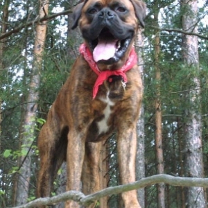 my  love Frodo 2 years old