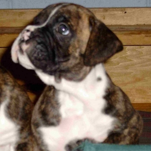 Our new pup