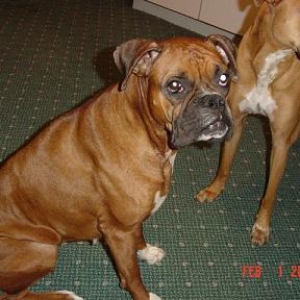 Grace at 54lbs