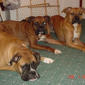 My three hooligans!