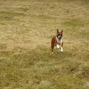 running fool