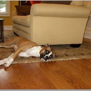 Tired Boxer