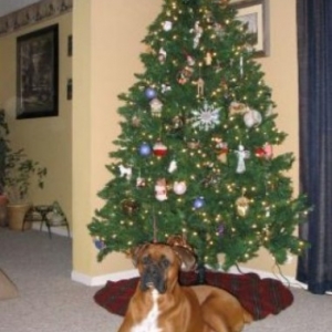 Oscar and the Christmas tree.