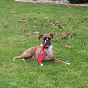 Taking a break from playing fetch