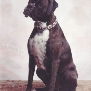 Molly - Reverse Brindle