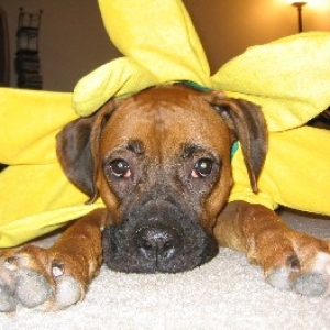 Sunflower Tess