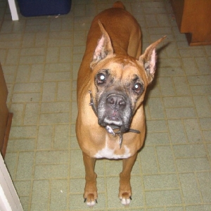 Reno - My parents' rescued angel