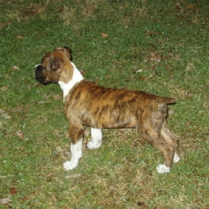 Nineweeks