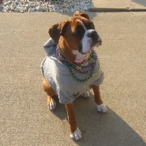 Nola after Barkus Parade