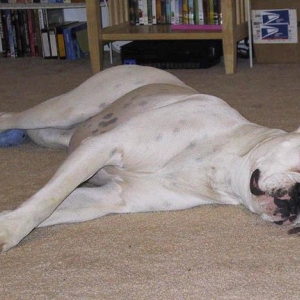 All Tuckered Out
