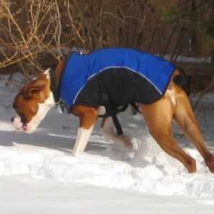 Boxer burning in the snow :)