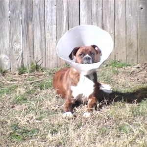 CASSIUS-6 MONTHS-RECOVERING
