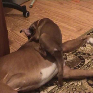 I SAID! Go down boy!