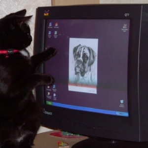 The only way Jinx can get one up on a Boxer!!