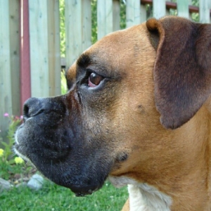 Profile