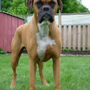 Handsome boy