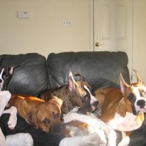 How Many Boxers ?