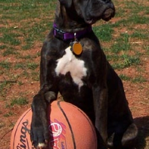 Basketball Star