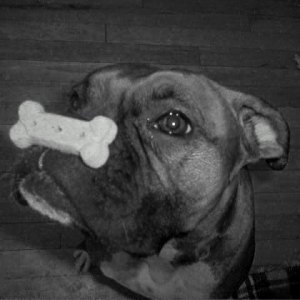 Cookie
