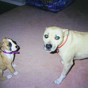 brooxy and josie