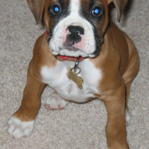 nolapup3