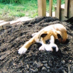 lil Libby, mama's garden helper
