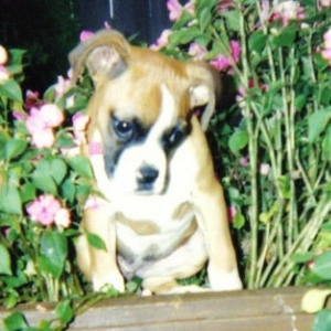 Sadie First venture into the flower box