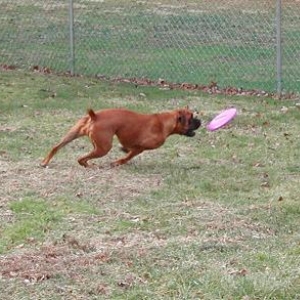 Frisbee!