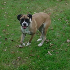 Here's Razz