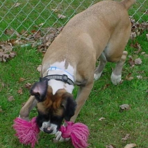 It's my toy!