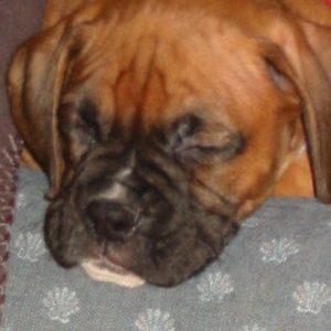 Tyson