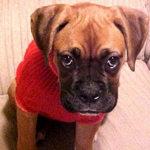 Roxie in sweater