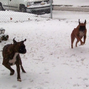 Boxer's on the run