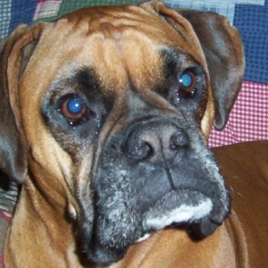 Sweet Belle
