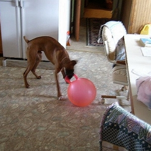 The Ball