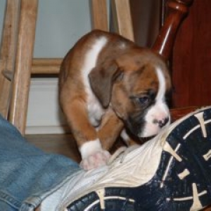 Tiger and dad's shoe