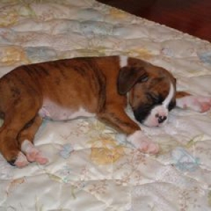 Tiger sleeping