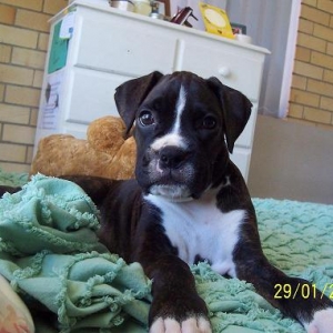 Lani The Boxer