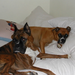 Brats