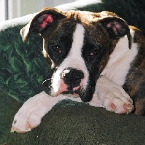 Its a lazy day for Taya as she lays in the sun.