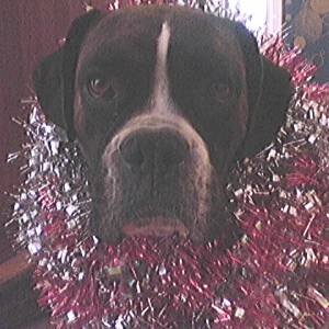 Merry Christmas