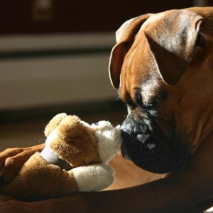 Hamlet and his little pal Brutus