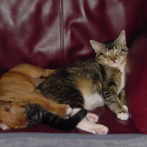 Cuddle buddies