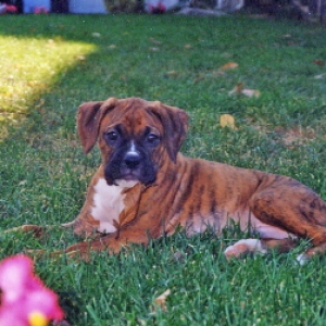 Puppy Duke