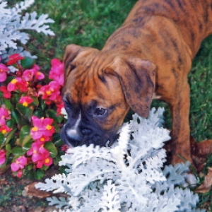 duke as a Puppy