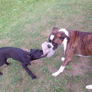 When Hemi met Brittain