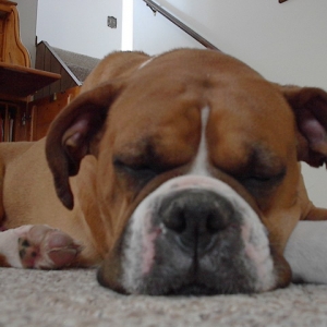 Enzo doing what he does best.....:)