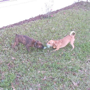 Tug a War with Scooby.